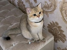 Pişik
