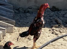 Heyratı xoruzu
