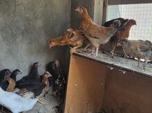 Kənd cücələri , səsli ördəklər, ruanlar