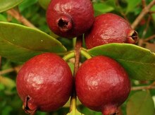 Qırmızı feyxoa ağacları