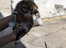 Pişik balası etibarlı əllərə verilir
