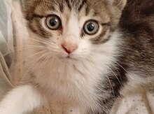 Pişik (etibarlı əllərə verilir)