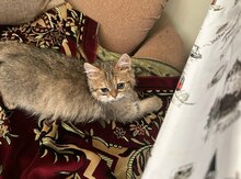 Şinşilla pişik balası