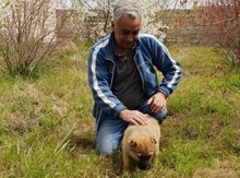 Ailə və şəxsi sürücü xidməti