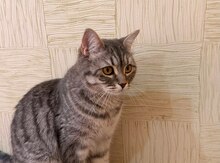 Pişik etibarlı əllərə verilir