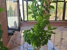 Sinadenium ev gülü