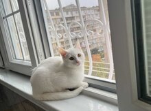 Pişik etibarlı əllərə verilir
