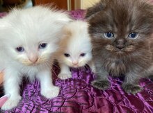 Şotland pişik balaları