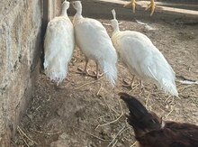 Tovuz quşu balaları