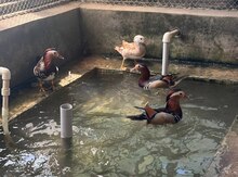 Mandarinka ördəklərı