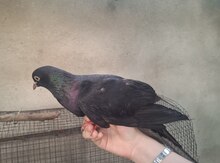 Göyərçin