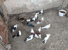 Göyərçinlər
