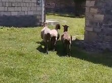 Keçilər