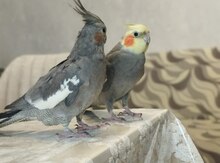 Korella tutuquşuları