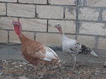 Hinduşkalar 