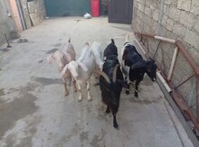 Keçilər