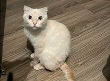 Şotland pişiyi etibarlı əllərə verilir