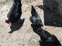Mayalı amerkan avstralorp yumurtası