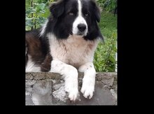 Border Collie itib