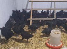 Avstralorp çolpaları