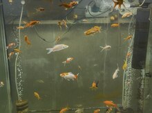 Akvarium və balıqlar