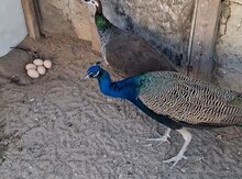 Tovuz quşu