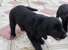 Labrador Retriver