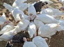 Ağ kanada hinduşkaları