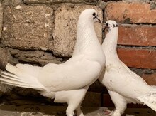 Göyərçinlər