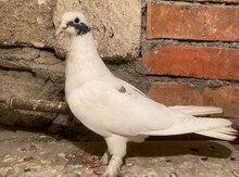 Göyərçinlər