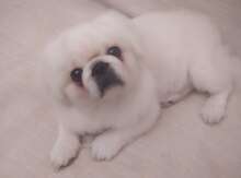 Pekines (Cütləşdirmək üçün)