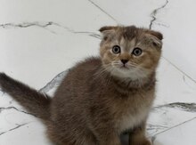 Şotland pişiyi balası