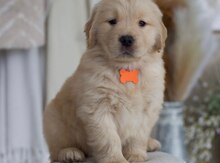 Golden Retriver