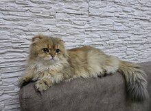 Qızılı şinşilla pişiyi 