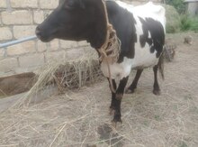 Balalı inək