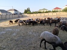Qoyunlar