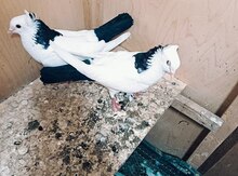Göyərçinlər