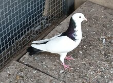 Göyərçinlər