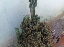 Kaktus