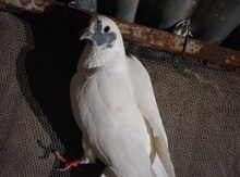 Göyərçinlər