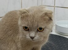 Şotland pişiyi