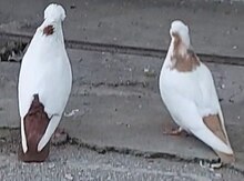 Göyərçinlər