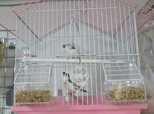 Amadin quşları 