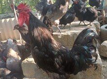 Mayalı Avstralorp toyuq yumurtaları