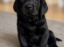 Labrador Retriver balaları 