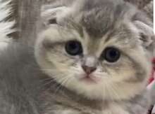 Pişik balası