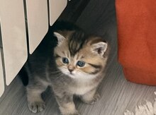 Qızılı şinşilla pişiyi balaları