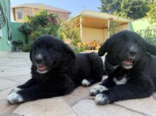 Labrador Retriver