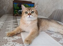 Şotland pişiyi